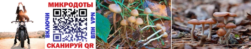 Галлюциногенные грибы Psilocybe  Вуктыл 
